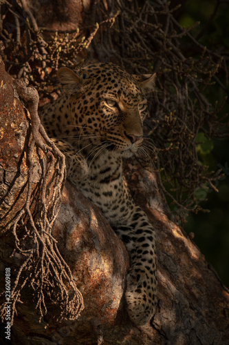 Canvas Print Leopard lies in dappled sunlight in tree