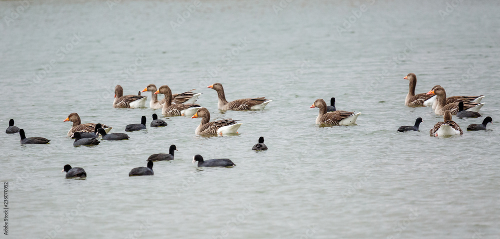 Ánsares Comunes y Fochas Comunes en el agua de la laguna. Anser anser. Fulica atra. Reserva Natural de Lagunas de Villafáfila, Zamora, España. Ánsares Comunes y Fochas Comunes en el agua de la laguna. Anser anser. Fulica atra. Reserva Natural de Lagunas de Villafáfila, Zamora, España.