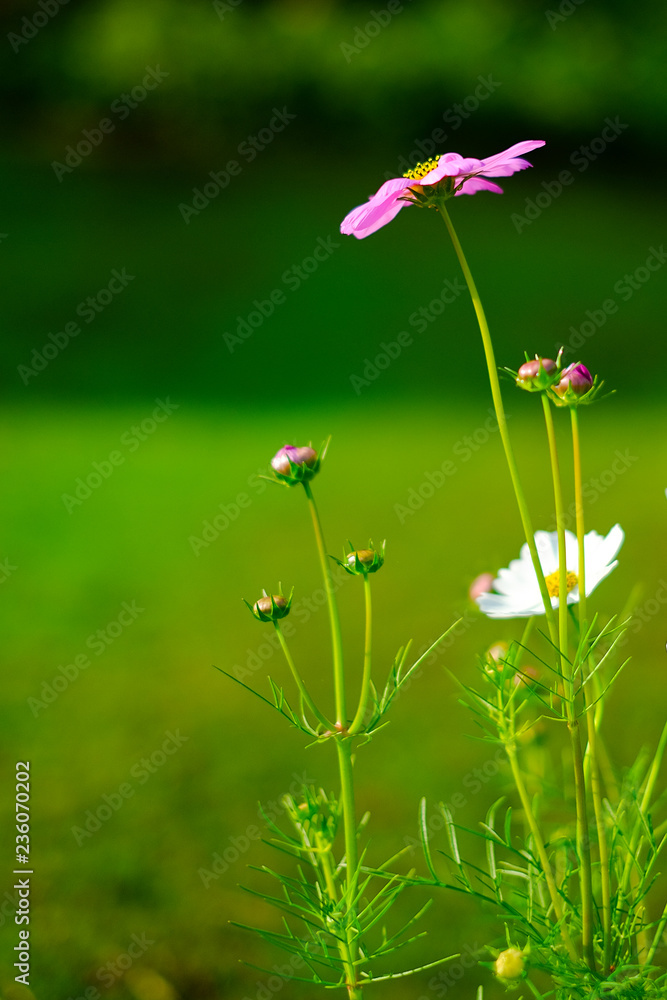 beautiful clolorful cosmos flower  background backdrop selected soft focus