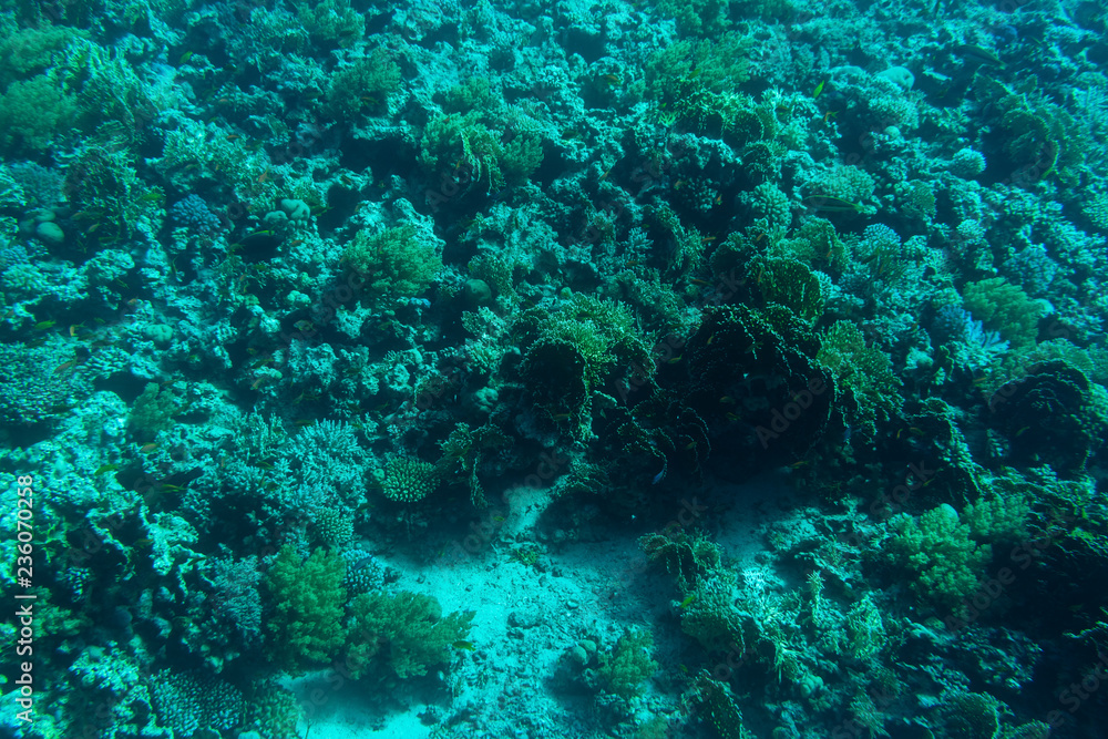 Fototapeta premium Underwater world.