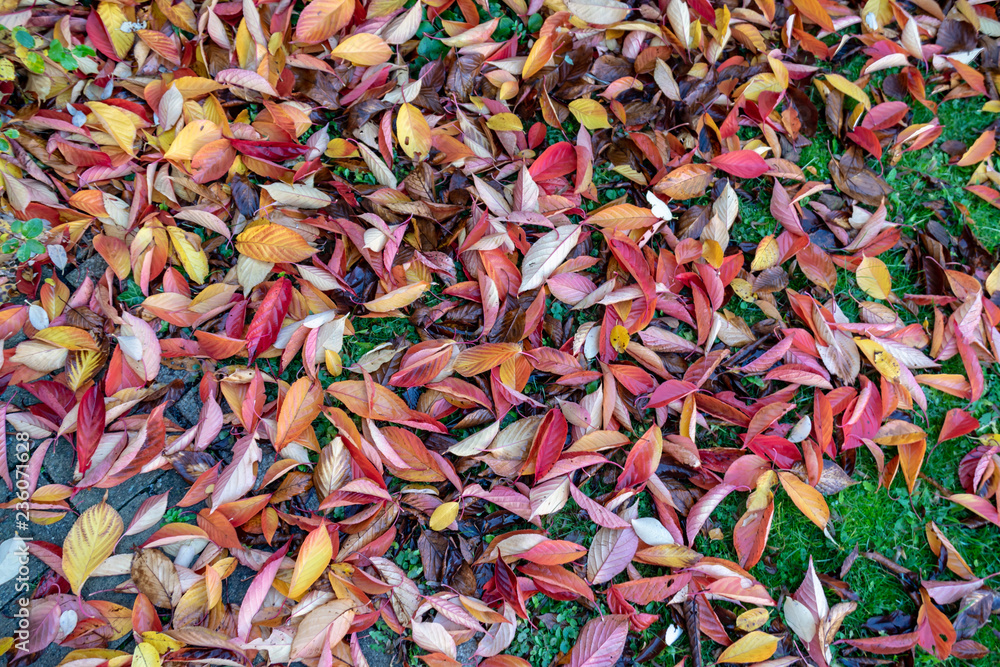 Fall Leaves on Grass Graphic