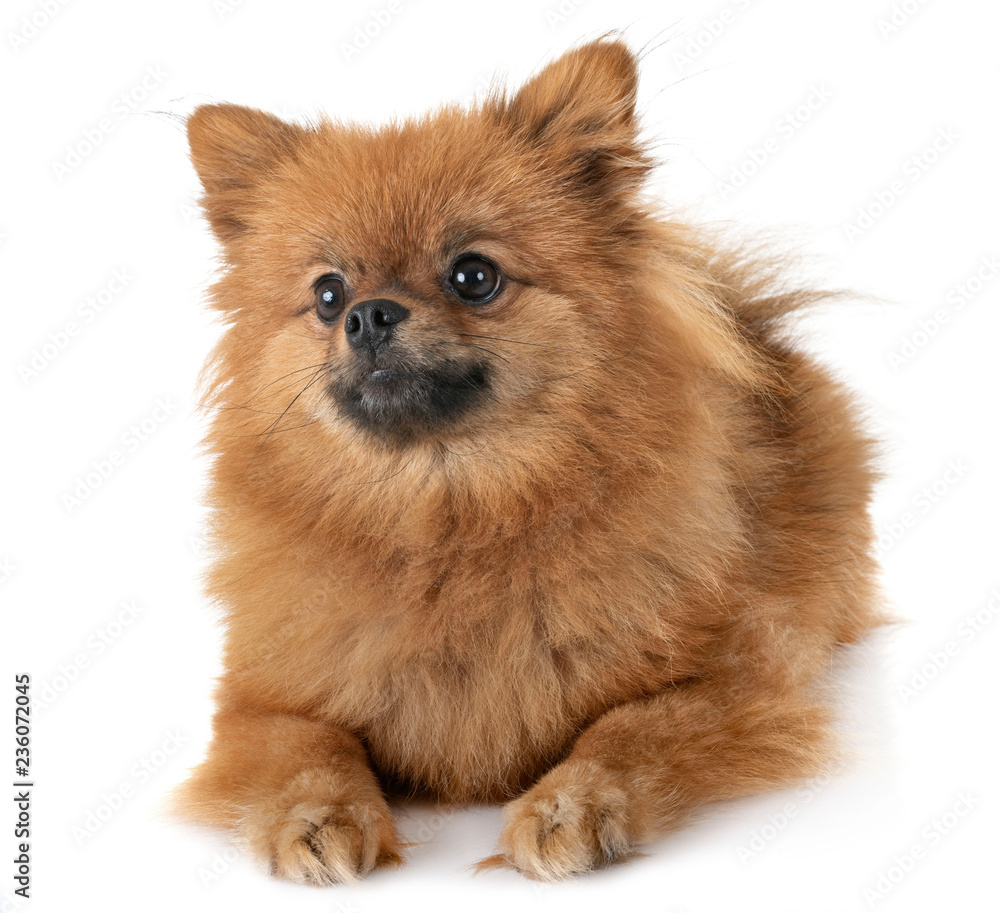 Obraz premium puppy pomeranian in studio