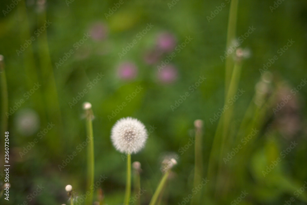 View of dandelion View of dandelion