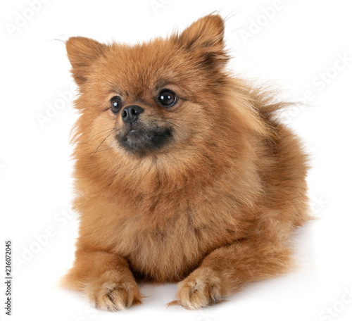 puppy pomeranian in studio