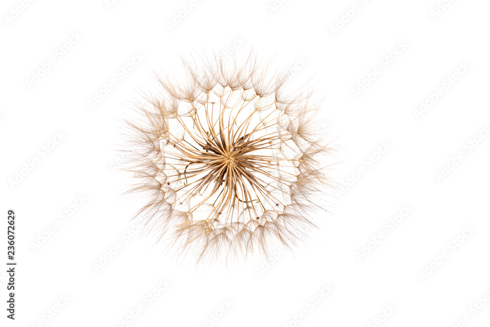 The macro photo of a deflowered flower of a dandelion head on whait backgroung in studio