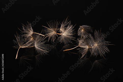 Dandelion umbrellas lie on a black reflective surface in a choatical manner in the studio  close-up  macro photo in studio