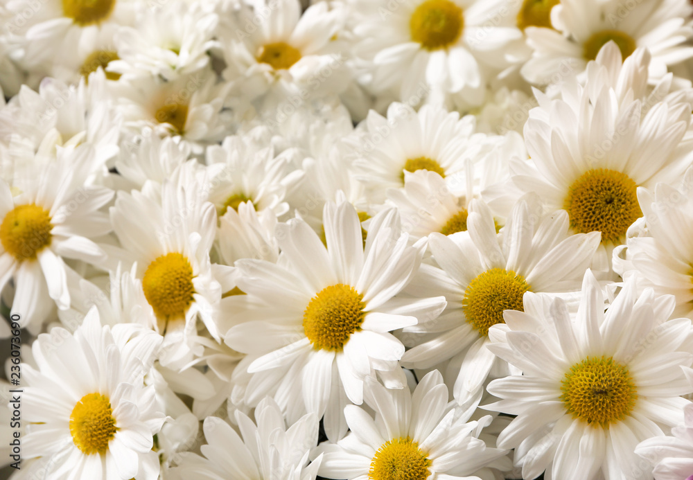 Fototapeta premium Fresh white daisy flowers with yellow centers natural floral background springtime bloom garden beauty botanical texture