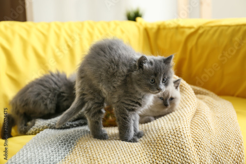 Cute little kittens on sofa at home