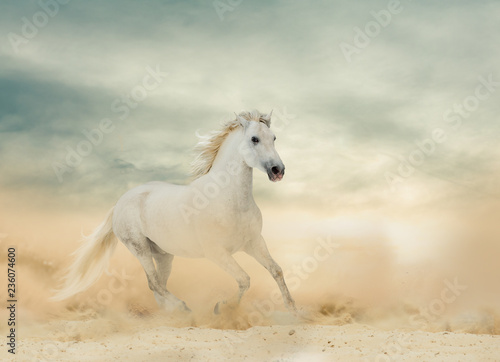 Beautiful white stallion