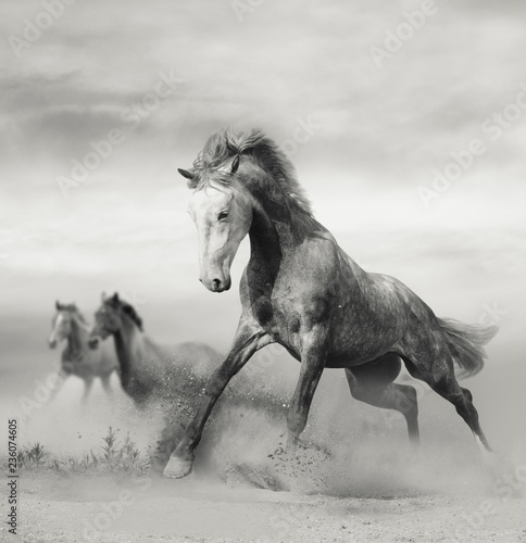 Beautiful wild horses on freedom