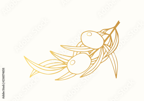 Hand drawn golden olive branch. Vintage gold element for extra virgin oil. Greek oliva label. Vector isolated illustration. 
