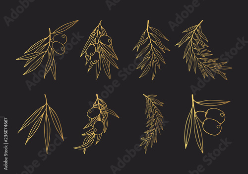 Hand drawn golden olive branch icons. Gold vintage elements for extra virgin Greek oliva oil label. Vector isolated illustration. 
