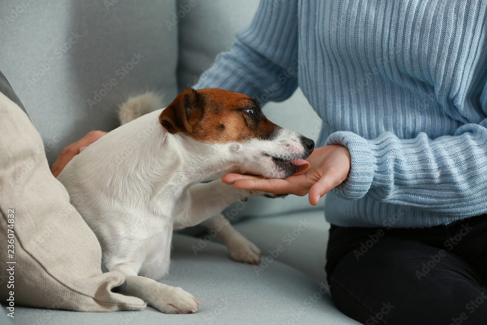 Cute Jack Russell terrier with owner at home Cute Jack Russell terrier with owner at home