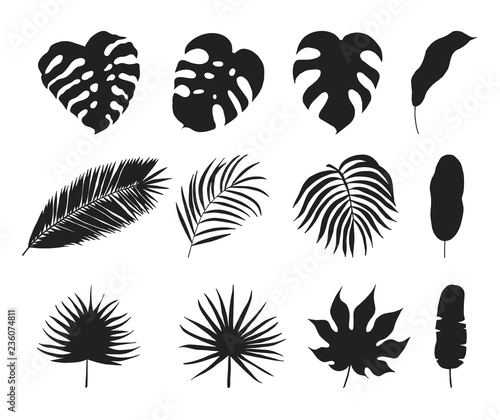 Hand drawn tropical palm leaves silhouettes. Aralia, monstera, banana, coconut leaf botanical icons. Vector isolated illustration.