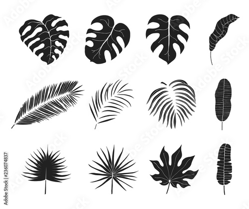 Hand drawn tropical jungle  leaves silhouettes. Aralia  monstera  banana  coconut  palm leaf. Botanical icons. Vector isolated illustration.