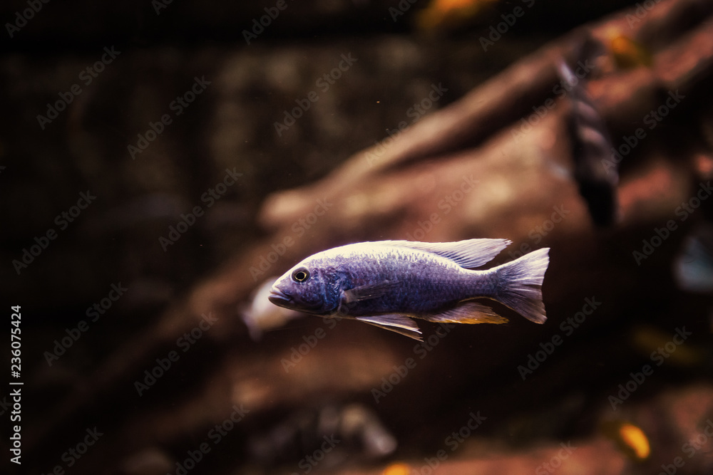 Obraz premium aquarium with colorful fishes