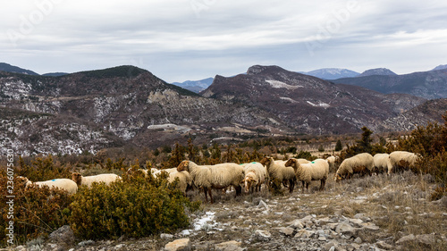Troupeau de mouton dans les Baronnies, en Provence