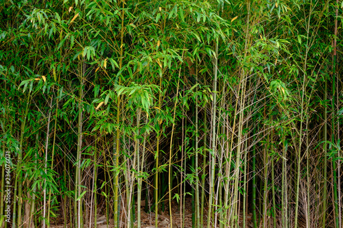 Bamboo thicket background.