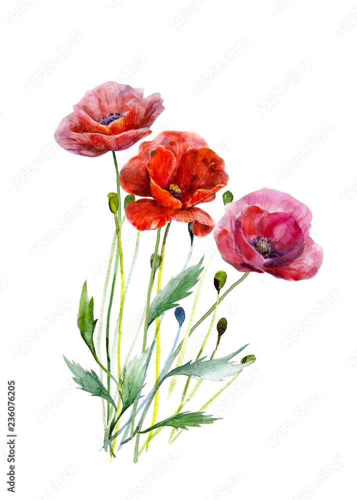 Obraz premium Bouquet of poppy flowers. Hand drawn watercolor illustration. Three red colors flowers leaves and stalks. Elements for design isolated on white. For wedding invitations, greeting cards, datings.