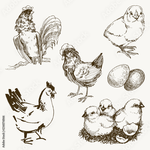 Vector chicken breeding hand drawn set. Engraved Chicken, Roster, baby chick and egg illustrations. Rural natural bird farming. Poultry business.