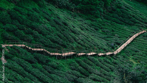 Terrace wooden bridge in the green valley tea plantation