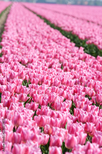   Pink tulips in a dutch tulipfield