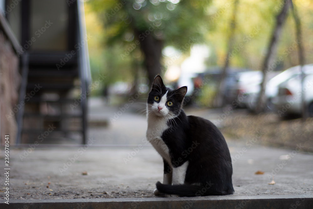 Cat or Kitten Sits and Looks with Interest at the Spectator, at the Background of the Blurred Autumn City Landscape.