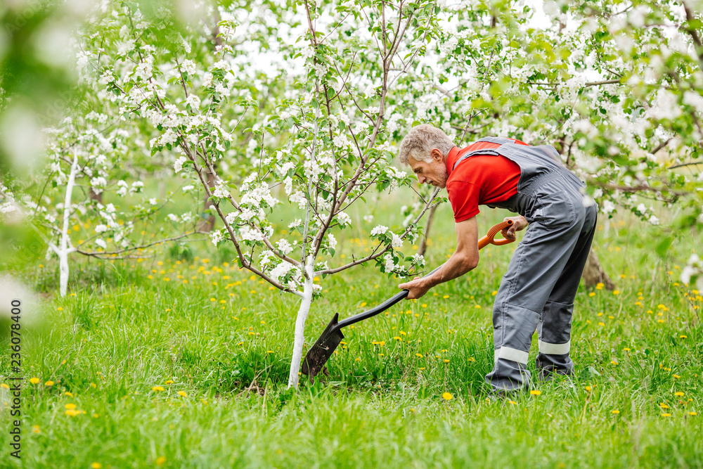 man planting tree and digging hole with shovel in gardenpeople and farm concept man planting tree and digging hole with shovel in gardenpeople and farm concept