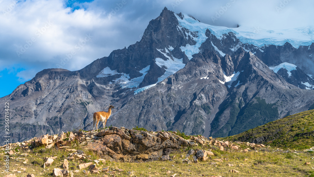 Guanaco in torres del paine national park