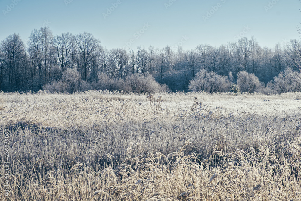 The grass on the field is covered with hoarfrost. The grass on the field is covered with hoarfrost.