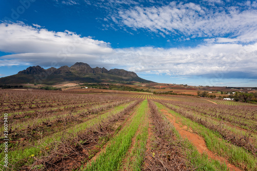 Winter vineyard with green grass, hills and mountain in the background.