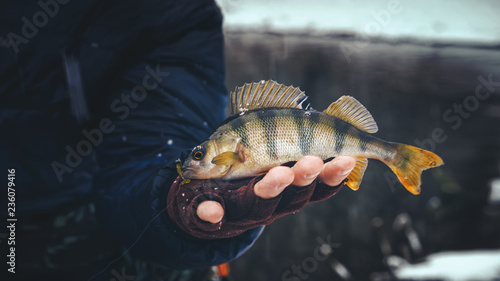 Fototapeta Naklejka Na Ścianę i Meble -  Fisherman holds a fish in his hand.