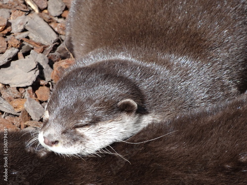 Waschbären schlafen und kuscheln