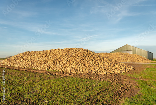 Two heaps of sugar beet and a modern farmer's shed