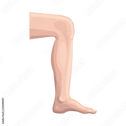 Vector design of human and part icon. Set of human and woman stock vector illustration.