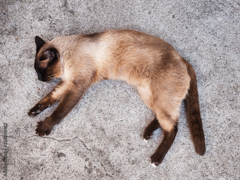 Gato siamés durmiendo sobre suelo de laja vista de arriba Gato siamés durmiendo sobre suelo de laja vista de arriba