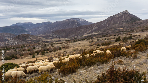 Troupeau de mouton dans les Baronnies, en Provence