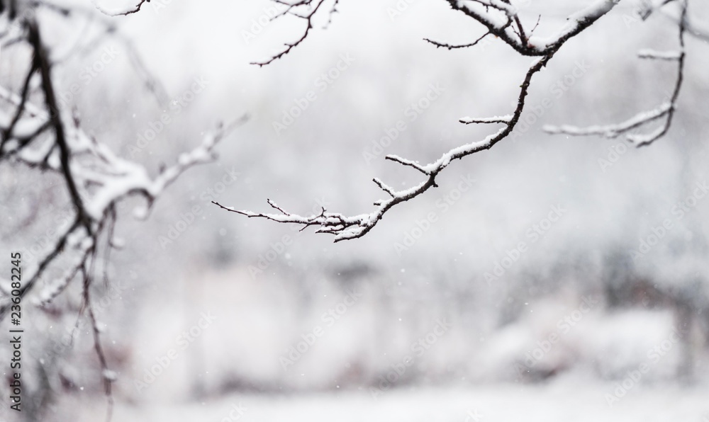 snowy winter tree branches. snow background. winter snow on tree branch.