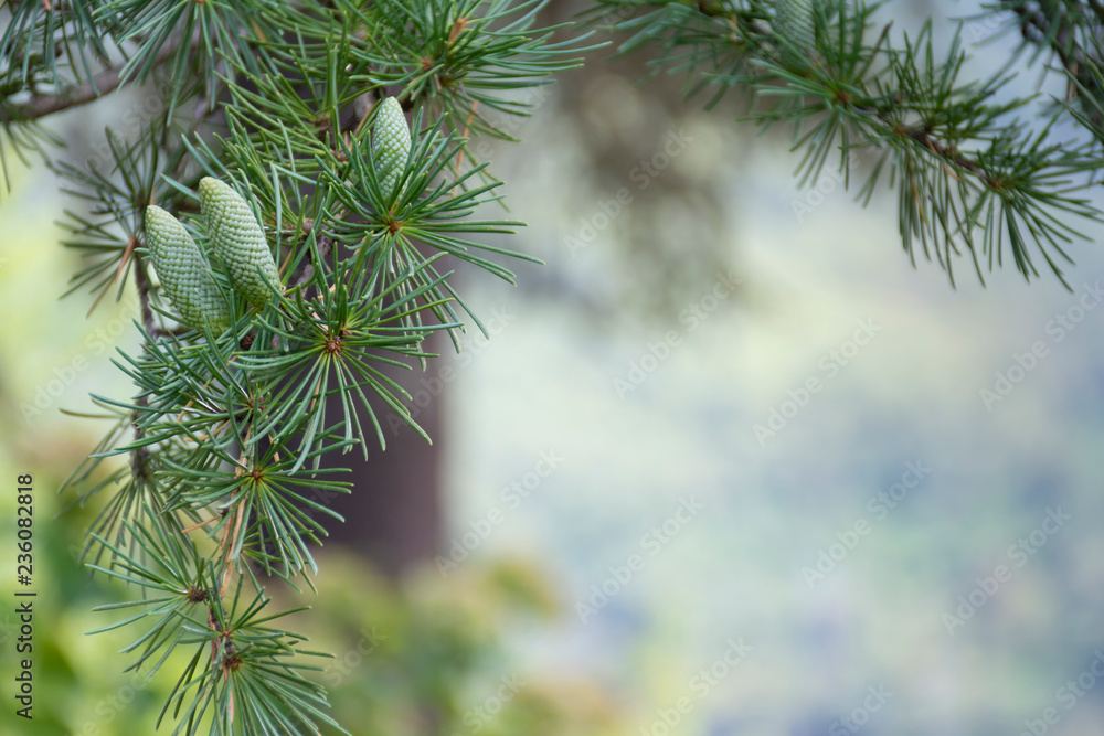Obraz premium pinheiro 