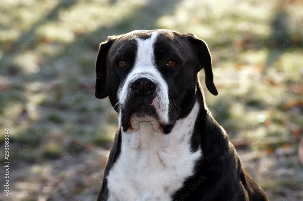 Wunderschöne kräftige Bulldogge mit schwarz weißem Fell