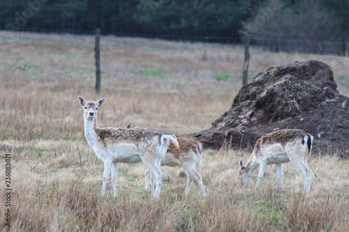 Fototapeta Naklejka Na Ścianę i Meble -  Herd of Fallow Deers (Dama dama), group of wild animals.