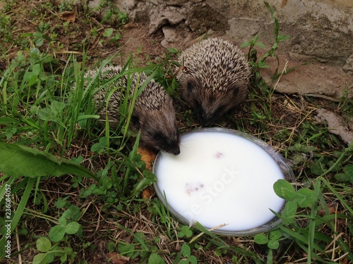 hedgehogs drink milk