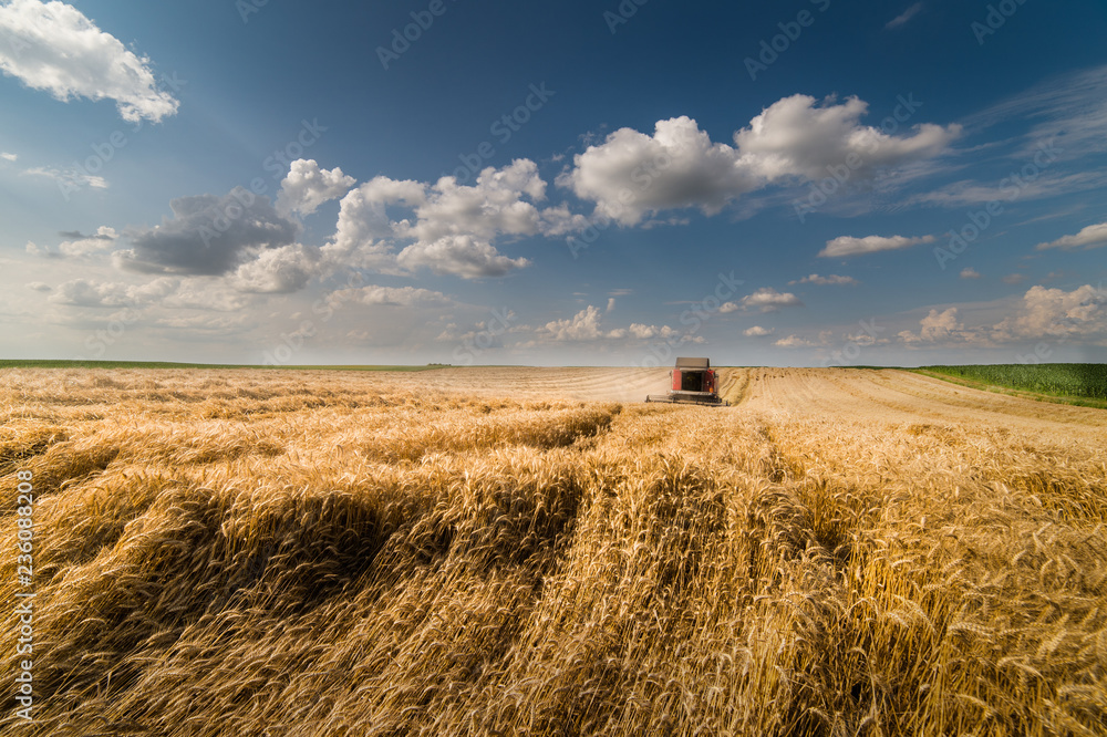 Fototapeta premium Harvesting of wheat field with combine
