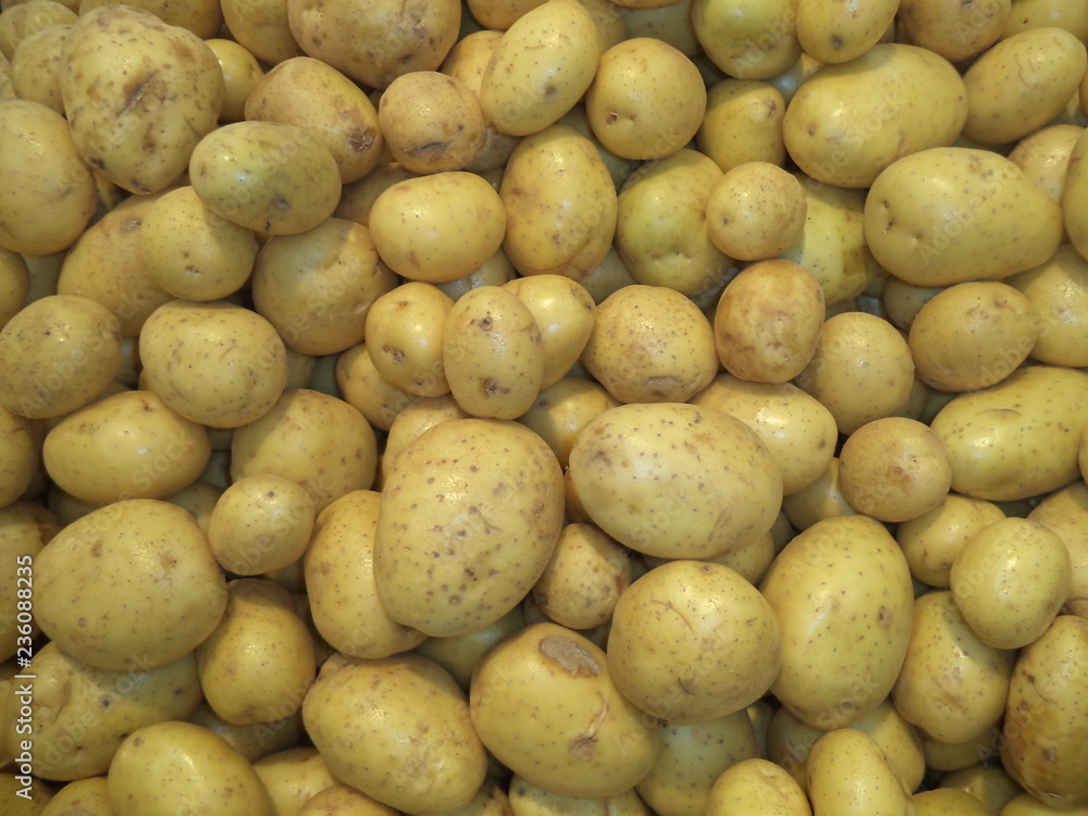 pile of fresh washed potatoes of the new crop pile of fresh washed potatoes of the new crop