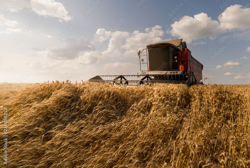 Fototapeta premium Harvesting of wheat field with combine