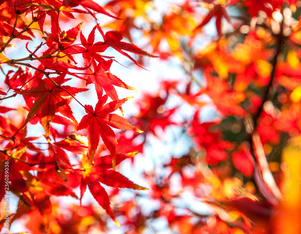 Selective Focus of Maple leaf red in autumn season time on blurred nature background Selective Focus of Maple leaf red in autumn season time on blurred nature background