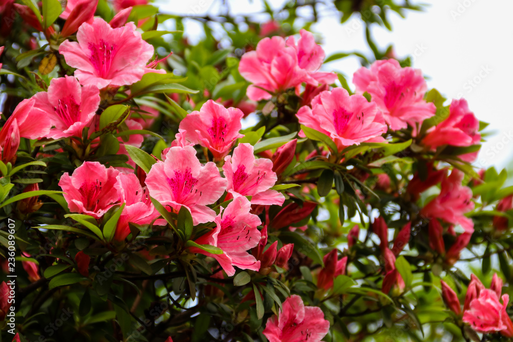Beautiful blooming pink rhododendron in the garden Beautiful blooming pink rhododendron in the garden