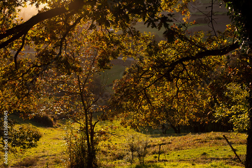 Chestnut tree at sunset, autumn