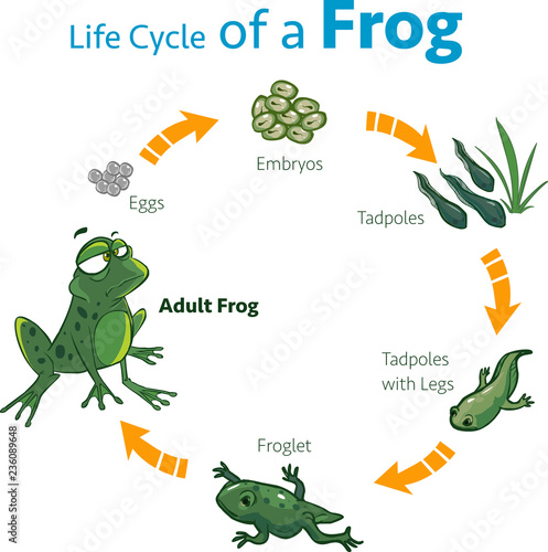  vector illustration of a life cycle of a frog
