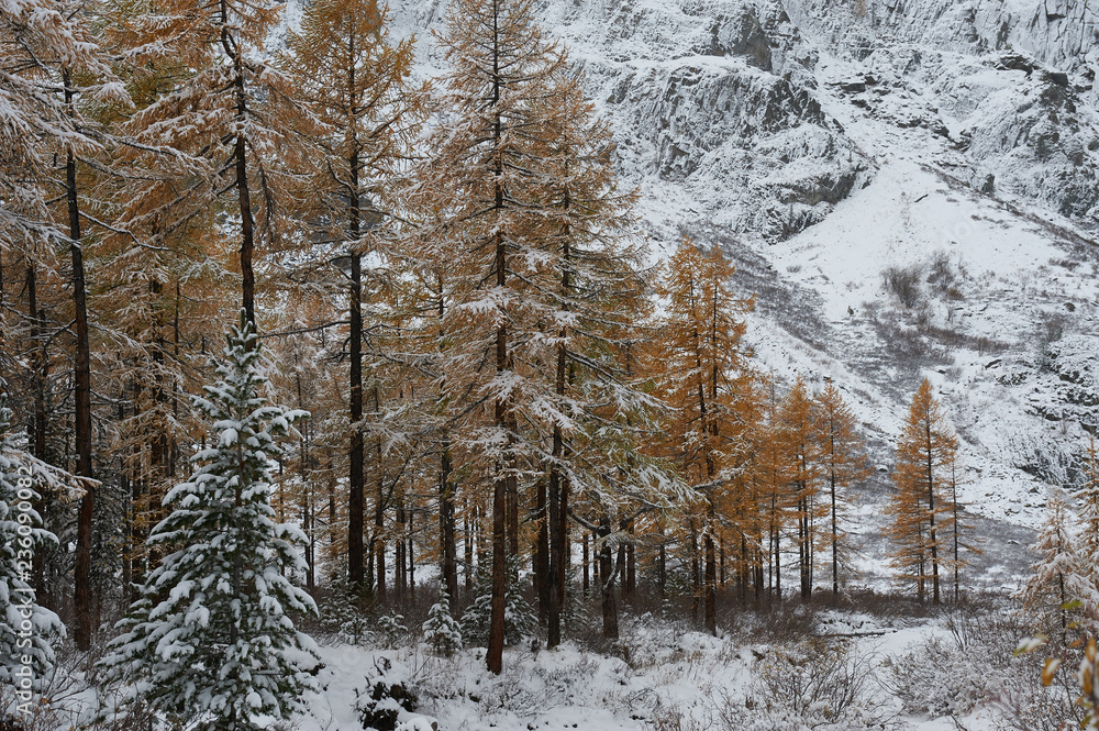 Fototapeta premium Altai mountains